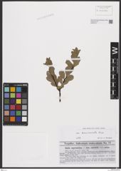Foto von Salix breviserrata Flod.